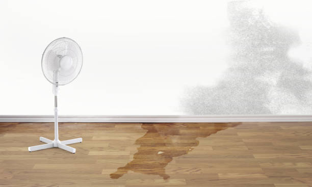 Best Water damage cleanup near me  in Kechi, KS